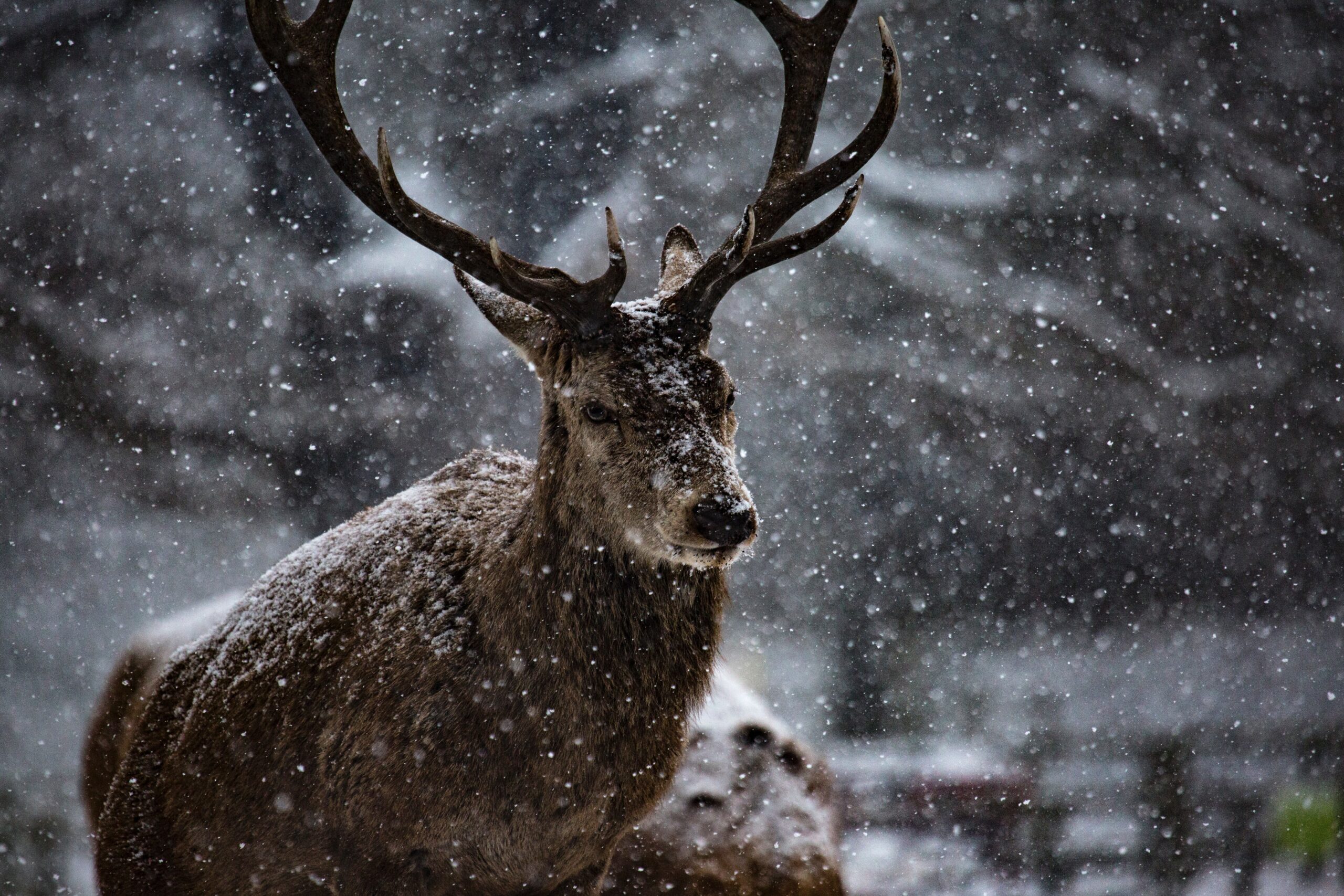 Thinking of Yours: Wildlife Whisperers: Unlocking the Secrets of the Animal Kingdom