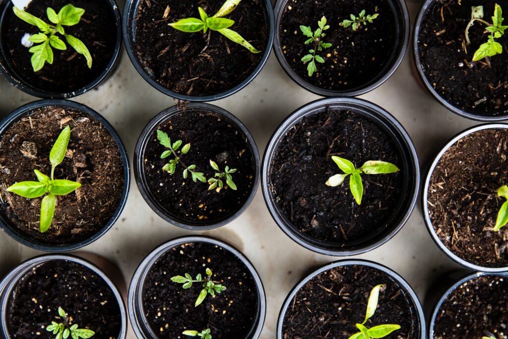 Thinking of Yours: Composting: Nourishing Your Garden with Black Gold Introduction