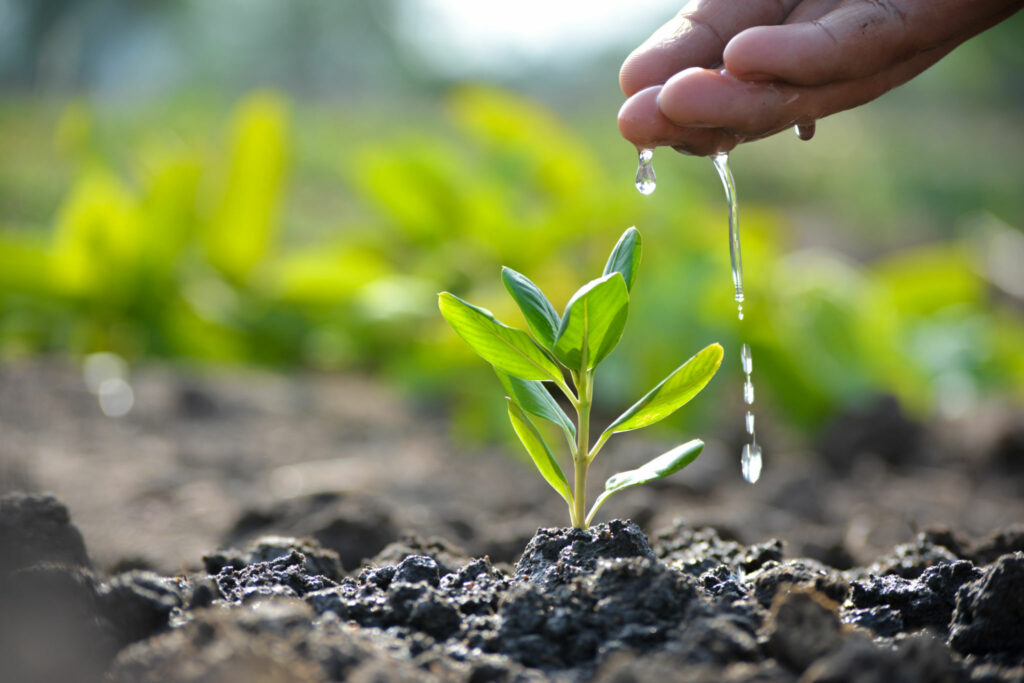 Thinking of Yours: Moon Gardening Magic: Unlocking the Potential of the Lunar Cycle for a Flourishing Garden