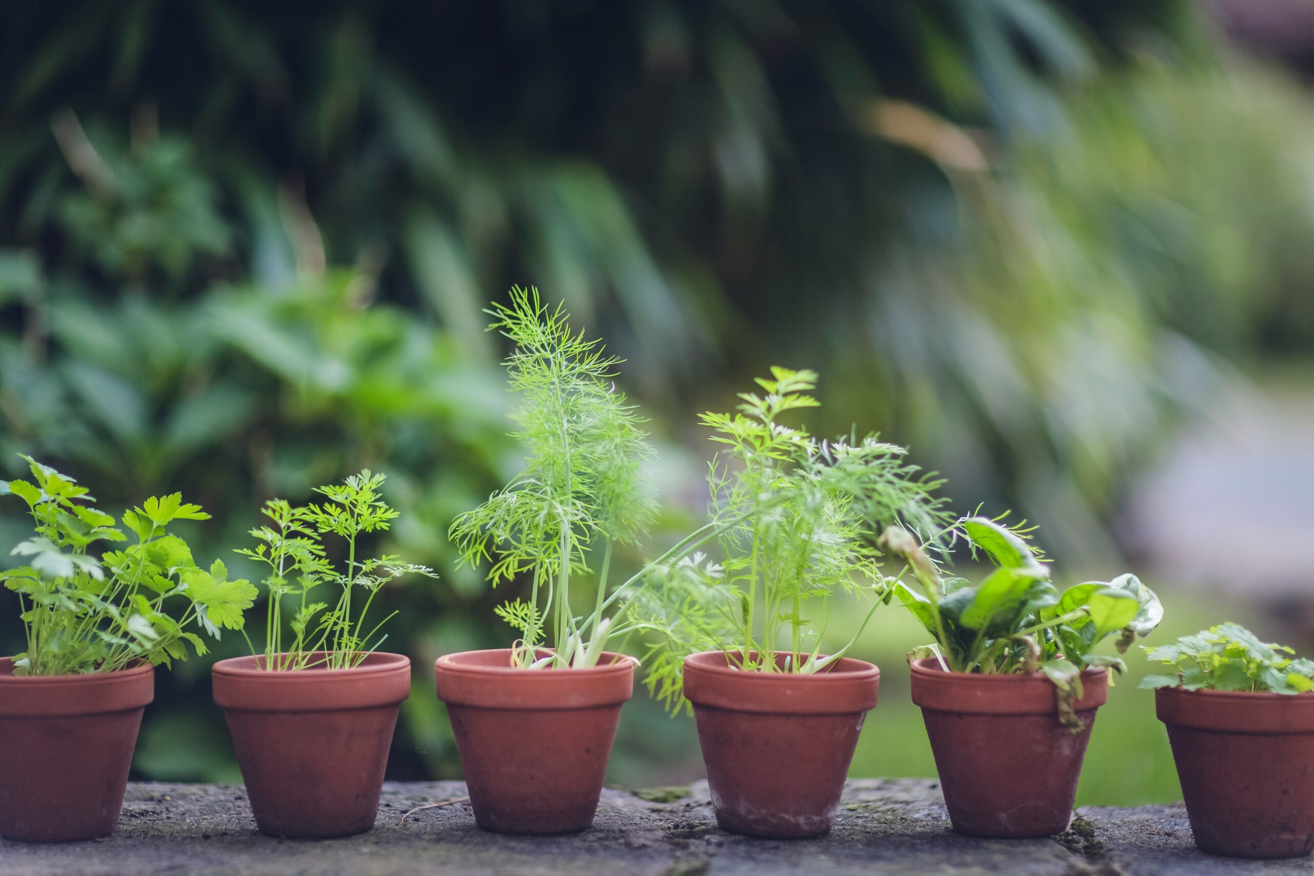 Thinking of Yours: Moon Gardening Magic: Unlocking the Potential of the Lunar Cycle for a Flourishing Garden