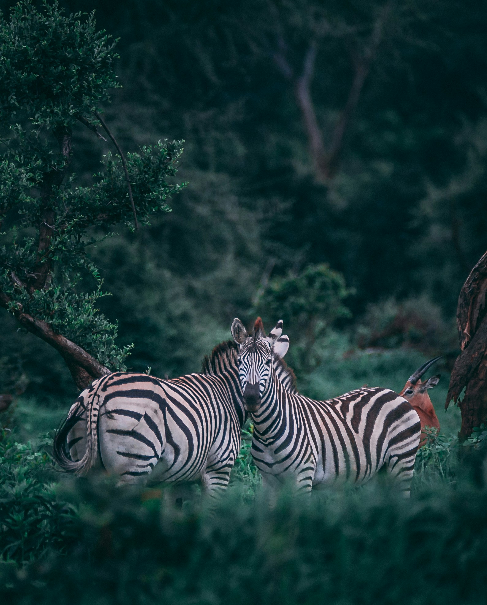 Thinking of Yours: Life in Stripes: Where Herds & Adventure Collide