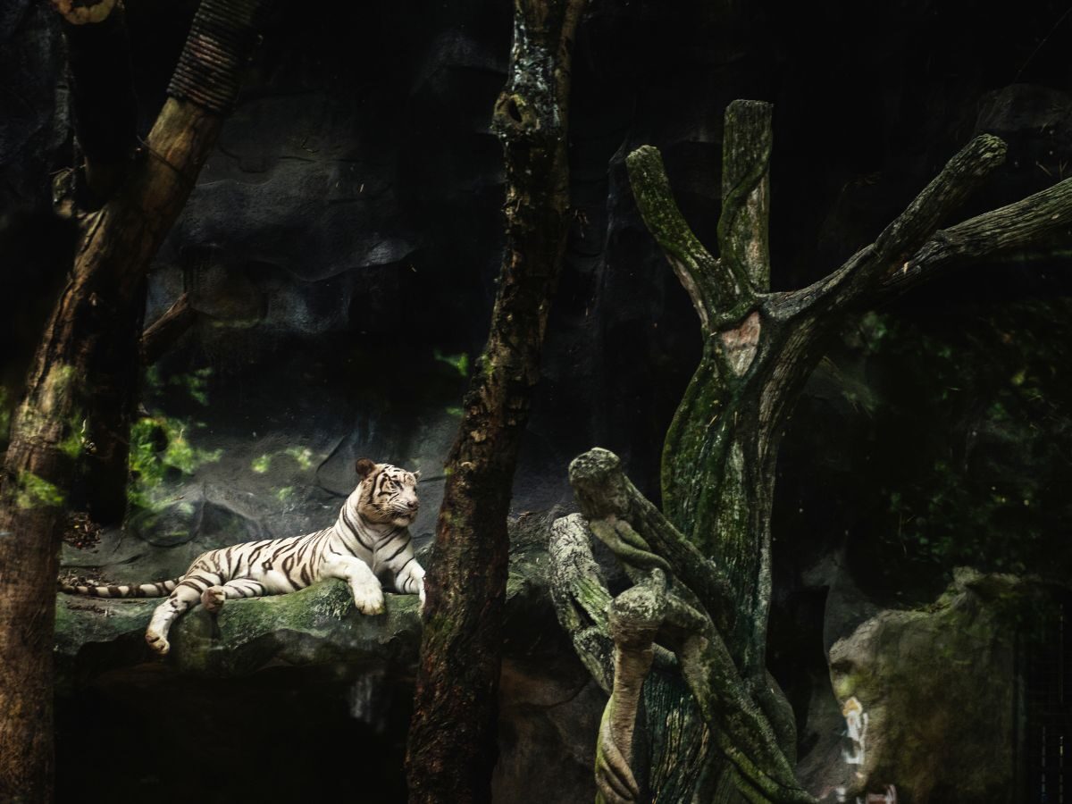 Thinking of Yours: Eyes in the Dark: Nightlife of Animals We Rarely See