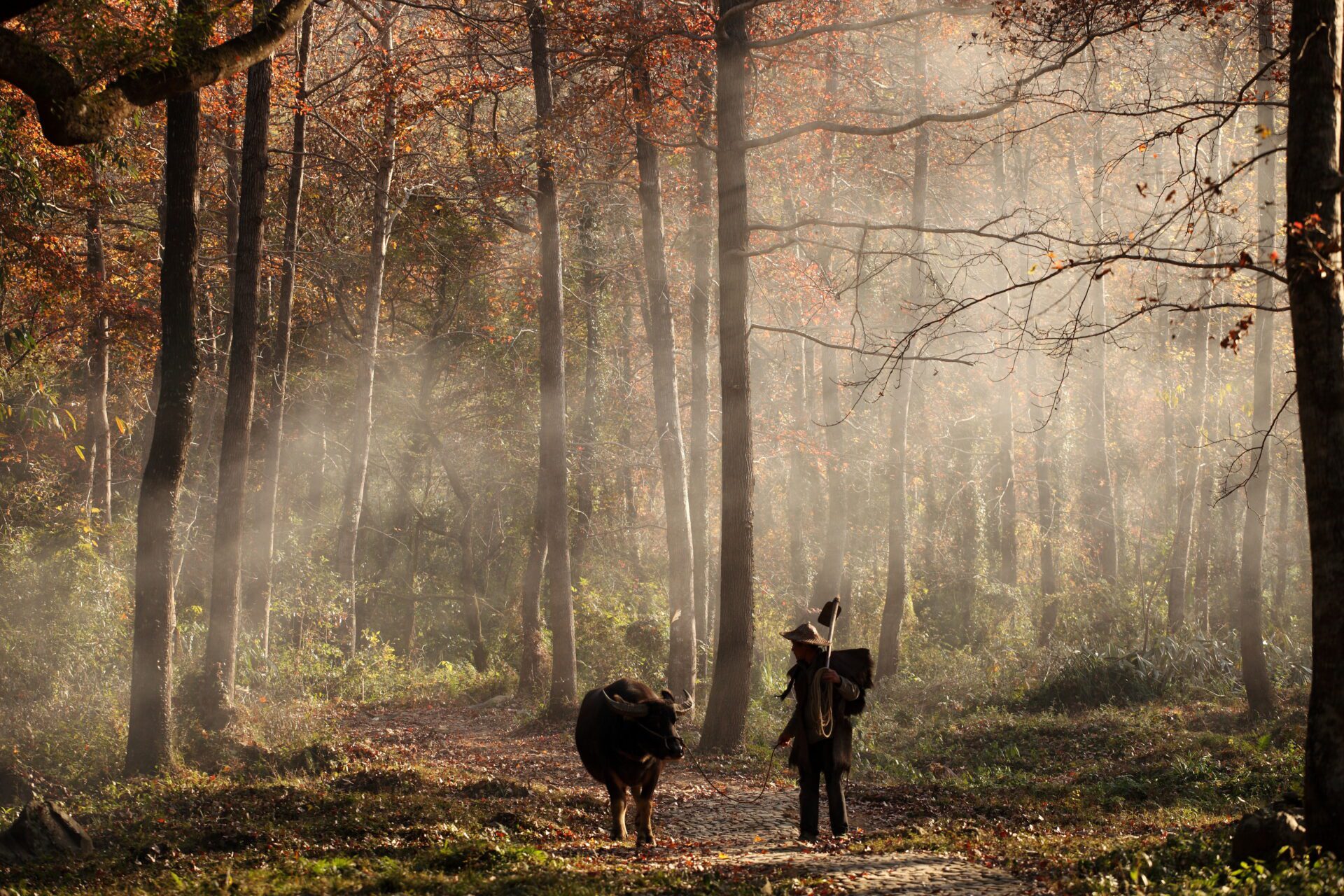 Thinking of Yours: Traveling With the Wind: How Journeys, Games, and Wildlife Share the Same Spirit
