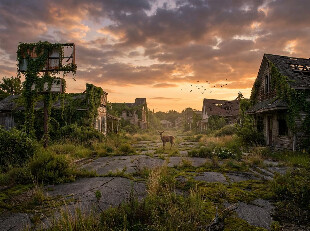 Thinking of yours:Wildlife in Abandoned Places